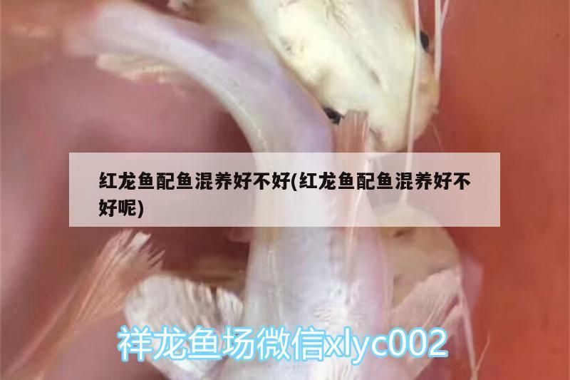紅龍魚配魚混養好不好(紅龍魚配魚混養好不好呢)