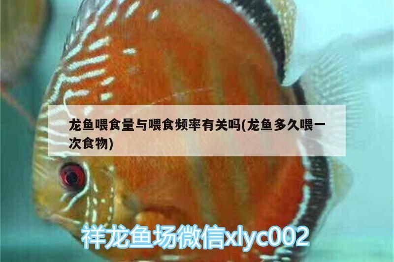 如何選龍魚（如何挑選一條健康的龍魚）