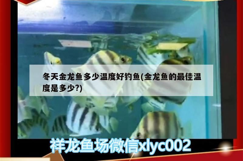 如何選龍魚（如何挑選一條健康的龍魚）
