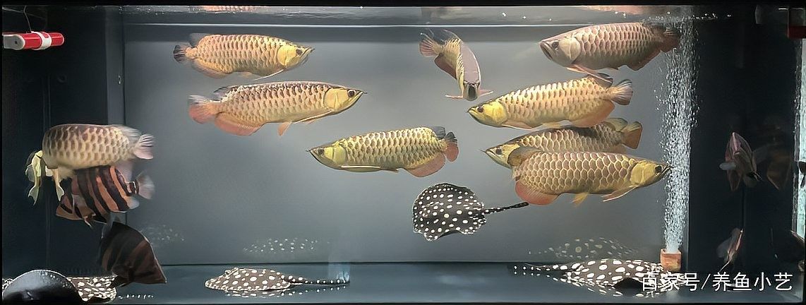 如何降低龍魚打架的風(fēng)險（龍魚打架怎么辦）