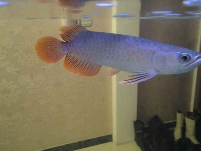 如何鑒別過背龍魚的品質？ 如何鑒別過背龍魚的品質？ 龍魚百科 第5張