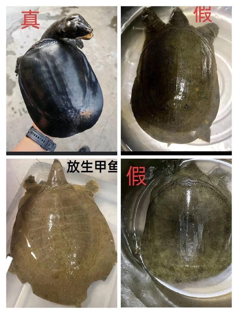 如何鑒別過背龍魚的品質？ 如何鑒別過背龍魚的品質？ 龍魚百科 第13張