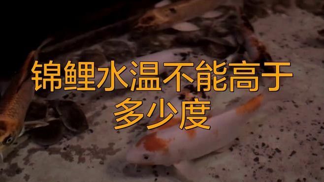 金龍魚和錦鯉混養需要特別注意什么（金龍魚和錦鯉混養的利與弊全解析）