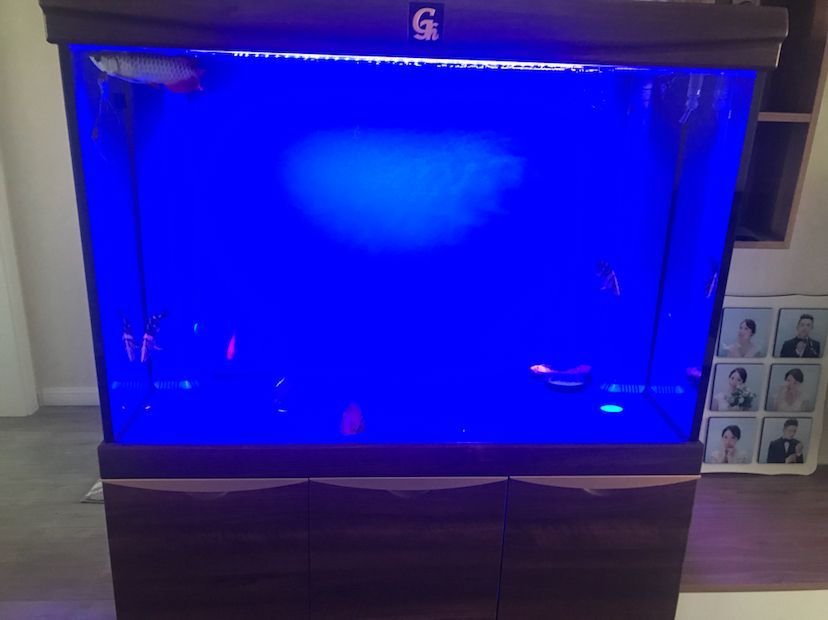 許昌水族館小龍入缸十天了為什么不敢游呢（許昌水族館小龍入缸十天了為什么不敢游）