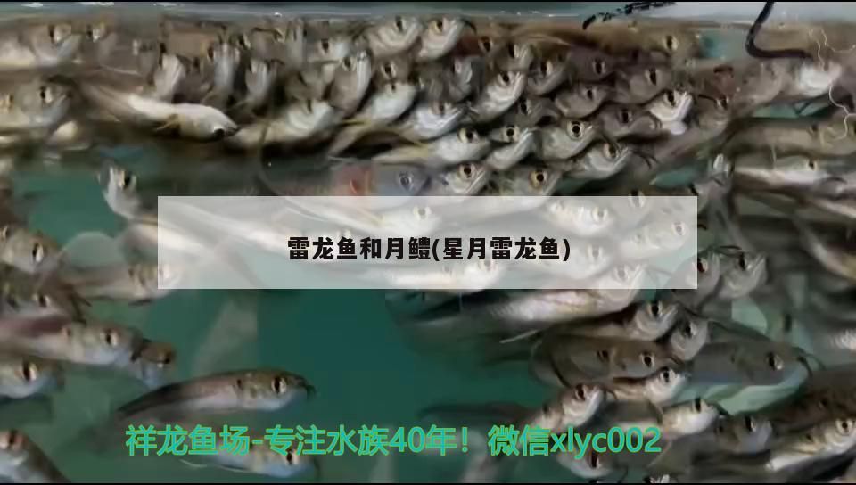 雷龍魚和月鱧(星月雷龍魚)
