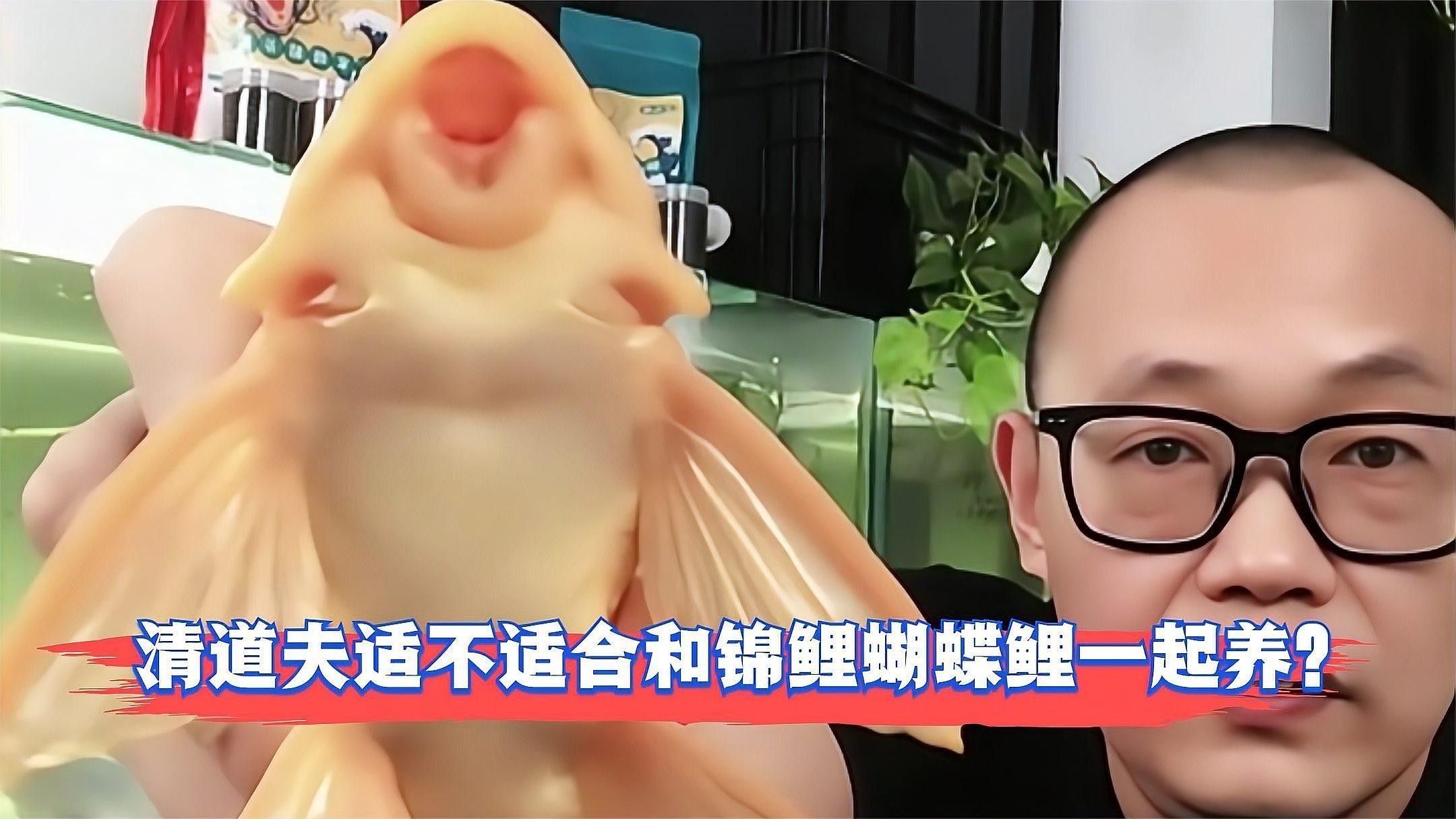 女王大帆和哪些魚混養最佳？