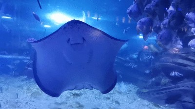 金龍魚號：中國航天科工集團二院206所研制的無人水面航行器金龍魚號 金龍魚號：中國航天科工集團二院206所研制的無人水面航行器金龍魚號 觀賞魚百科 第1張