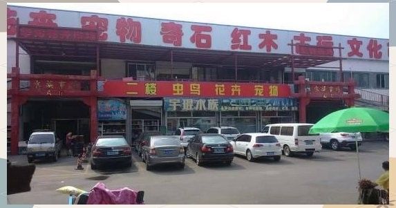 濟南龍魚市場的地址在哪里？（探秘濟南華龍路花鳥魚蟲市場） 濟南龍魚市場的地址在哪里？（探秘濟南華龍路花鳥魚蟲市場） 龍魚百科
