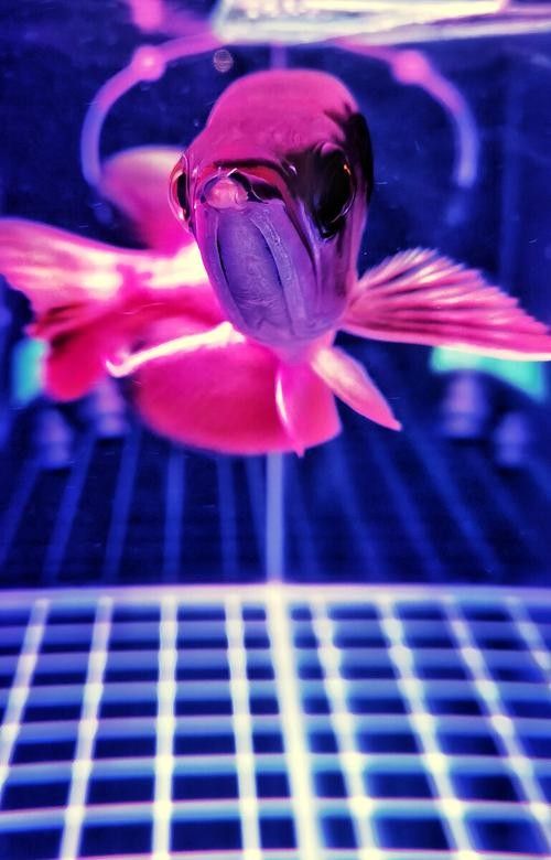 推薦一些紅金龍魚高清靜態壁紙（36種紅金龍魚高清靜態壁紙推薦，36種紅龍你見過一半）