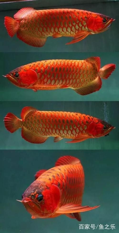 推薦一些紅金龍魚高清靜態壁紙（36種紅金龍魚高清靜態壁紙推薦，36種紅龍你見過一半）