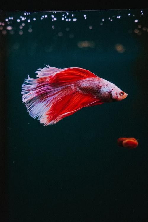 推薦一些紅金龍魚高清靜態壁紙（36種紅金龍魚高清靜態壁紙推薦，36種紅龍你見過一半）