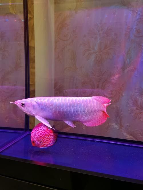 推薦一些紅金龍魚高清靜態壁紙（36種紅金龍魚高清靜態壁紙推薦，36種紅龍你見過一半）