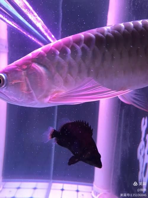 推薦一些紅金龍魚高清靜態壁紙（36種紅金龍魚高清靜態壁紙推薦，36種紅龍你見過一半）