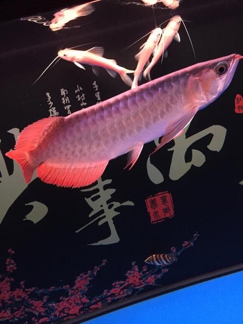 推薦一些紅金龍魚高清靜態壁紙（36種紅金龍魚高清靜態壁紙推薦，36種紅龍你見過一半）