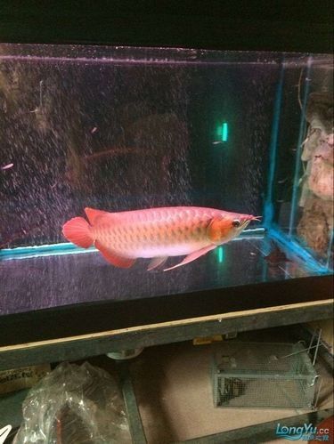 推薦一些紅金龍魚高清靜態壁紙（36種紅金龍魚高清靜態壁紙推薦，36種紅龍你見過一半）