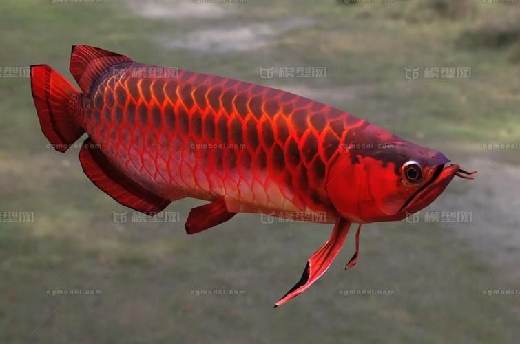 推薦一些紅金龍魚高清靜態壁紙（36種紅金龍魚高清靜態壁紙推薦，36種紅龍你見過一半）