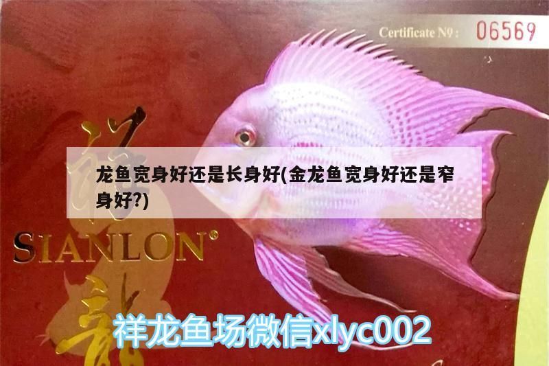 龍魚寬身好還是長身好(金龍魚寬身好還是窄身好?)