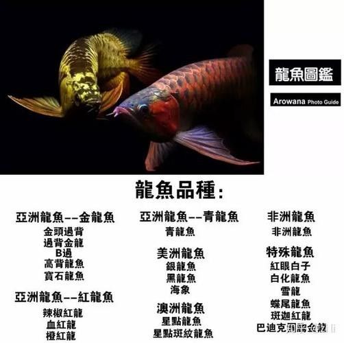 金龍魚品相圖解（龍魚品相圖解之金龍魚）