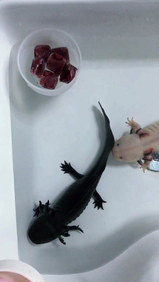 給我一些恐龍魚吃食的圖片（關于恐龍魚喂食的相關信息）