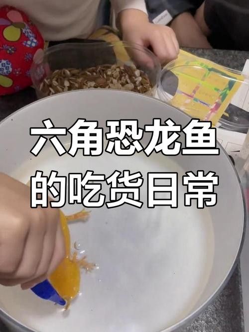 給我一些恐龍魚吃食的圖片（關于恐龍魚喂食的相關信息）