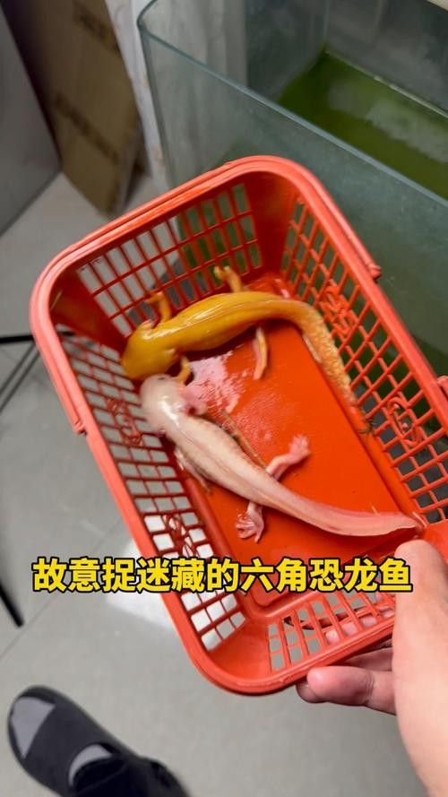 給我一些恐龍魚吃食的圖片（關于恐龍魚喂食的相關信息）