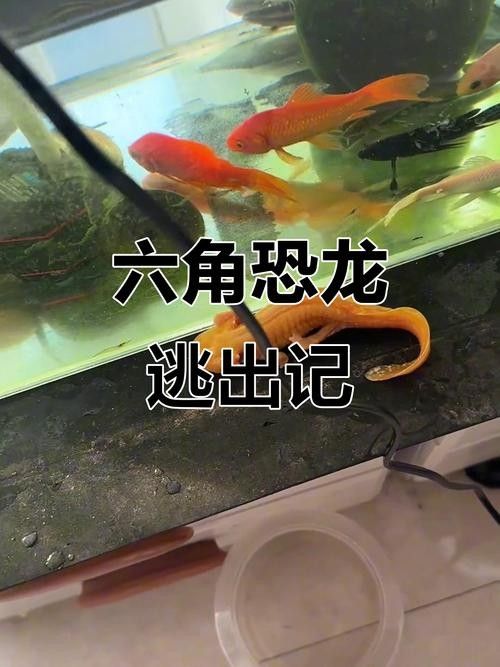 給我一些恐龍魚吃食的圖片（關于恐龍魚喂食的相關信息）
