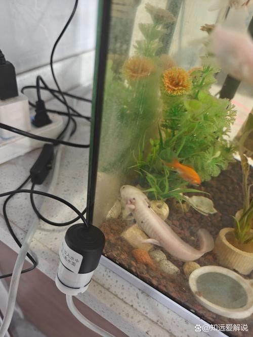 給我一些恐龍魚吃食的圖片（關于恐龍魚喂食的相關信息）