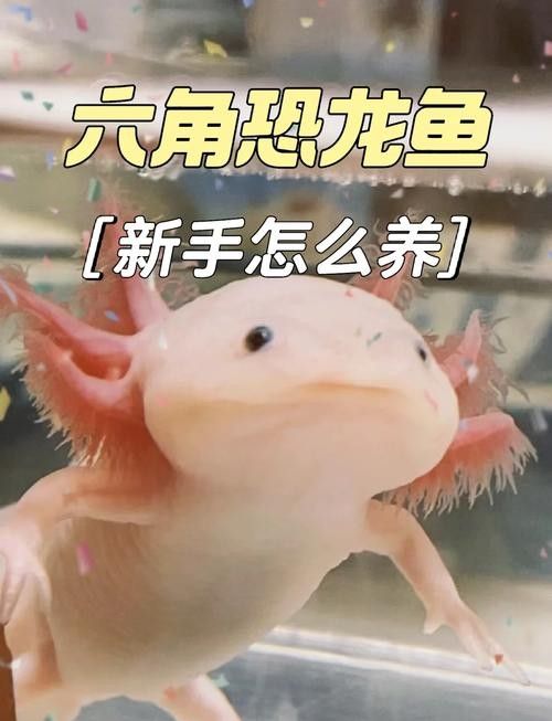 給我一些恐龍魚吃食的圖片（關于恐龍魚喂食的相關信息）