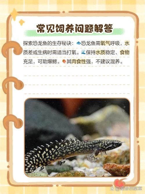 給我一些恐龍魚吃食的圖片（關于恐龍魚喂食的相關信息）