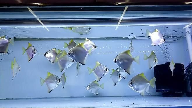 黃鰭鯧和龍魚混養需要注意什么？（鰭鯧和龍魚混養時需要注意以下幾點：黃鰭鯧與龍魚混養需注意以下幾點）