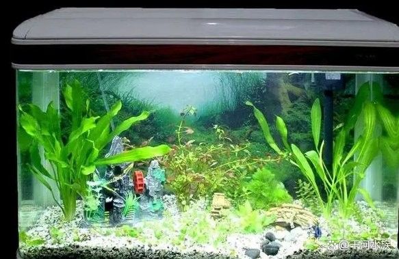 紅龍魚燈光開啟時間多久合適（關于紅龍魚燈光開啟時間的詳細分析）