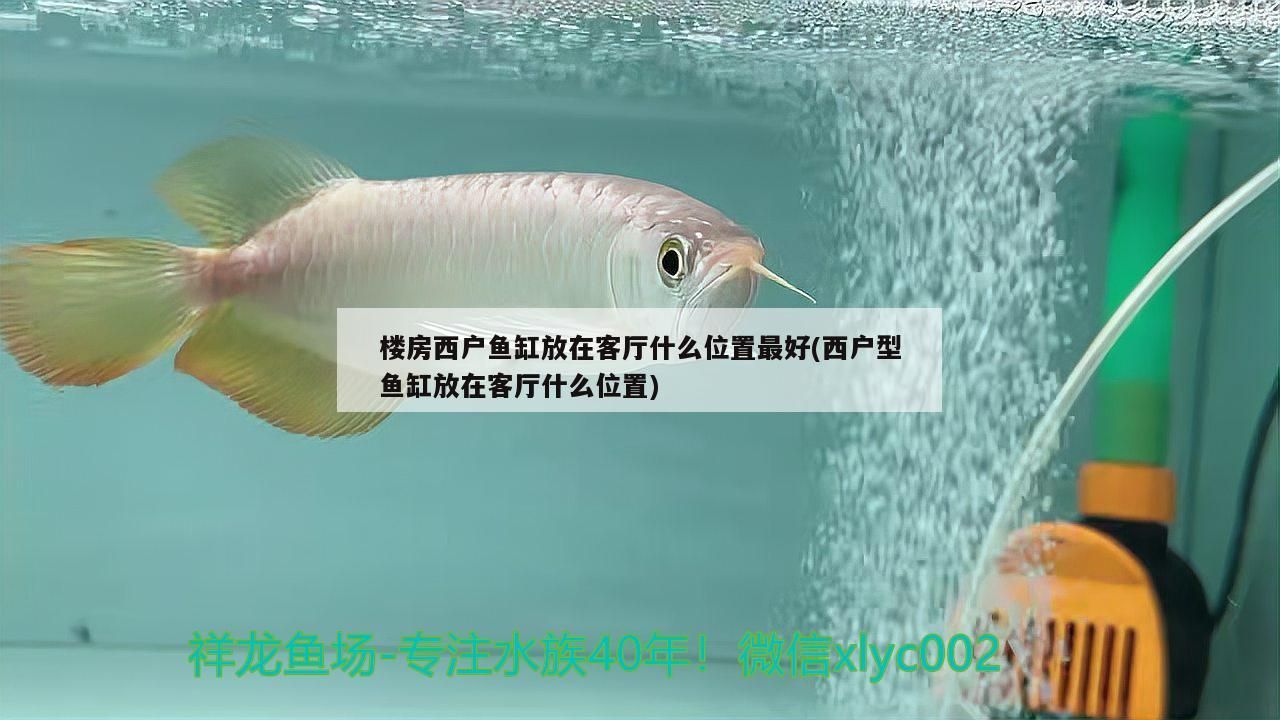 樓房西戶魚缸放在客廳什么位置最好(西戶型魚缸放在客廳什么位置)（樓房西戶魚缸放在客廳什么位置最好） 樓房西戶魚缸放在客廳什么位置最好(西戶型魚缸放在客廳什么位置)（樓房西戶魚缸放在客廳什么位置最好） 觀賞魚百科