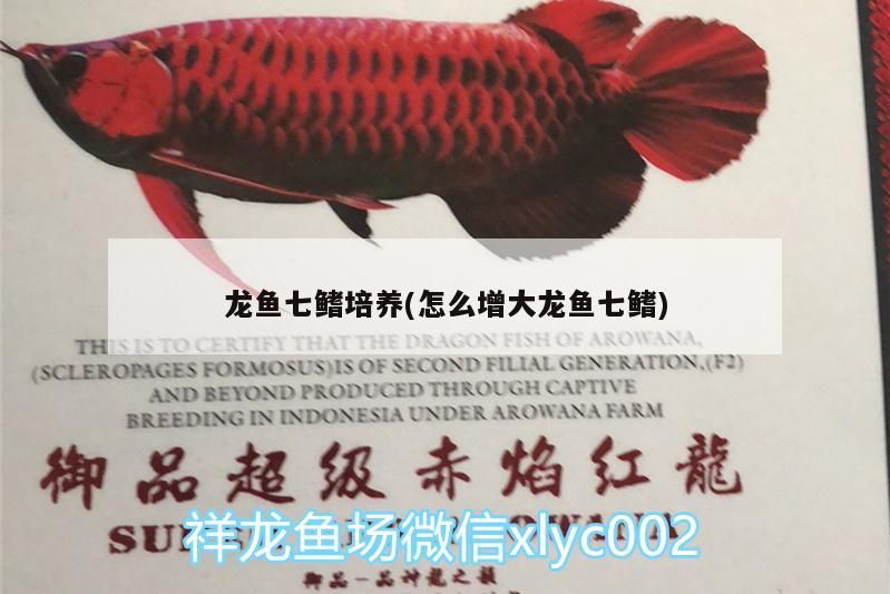 龍魚七鰭培養(怎么增大龍魚七鰭)