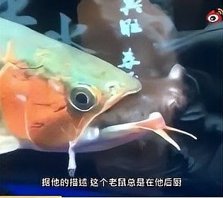 詳細(xì)閱讀:龍魚(yú)吃老鼠會(huì)消化不良嗎(龍魚(yú)不吃食趴缸的四大原因及解決對(duì)策露一手) 龍魚(yú)吃老鼠會(huì)消化不良嗎(龍魚(yú)不吃食趴缸的四大原因及解決對(duì)策露一手)