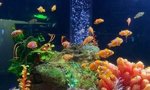 耿馬哪個水族館龍魚好？祥龍魚場龍魚（云南耿馬縣祥龍魚場的水族館——祥龍魚場）