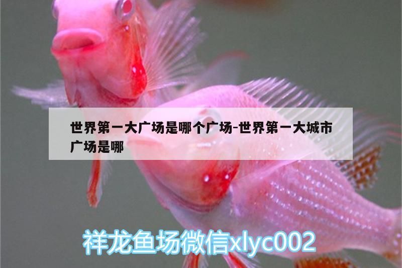 世界第一大廣場(chǎng)是哪個(gè)廣場(chǎng):世界第一<strong><mark>大城</mark></strong>市廣場(chǎng)是哪（世界上最大的城市廣場(chǎng)）