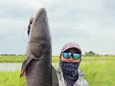 詳細(xì)閱讀:哪里可以找到更多黑龍魚(yú)視頻(如何搜索更多的黑龍魚(yú)視頻?) 哪里可以找到更多黑龍魚(yú)視頻(如何搜索更多的黑龍魚(yú)視頻?)