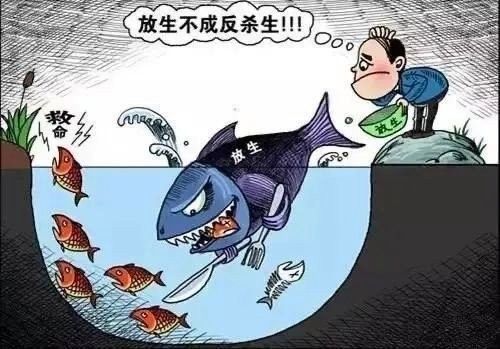 如何合法放生雷龍魚？（關于合法放生雷龍魚的建議）