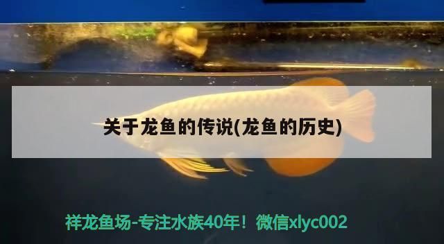 關于龍魚的傳說(龍魚的歷史)（關于龍魚的傳說） 關于龍魚的傳說(龍魚的歷史)（關于龍魚的傳說） 觀賞魚百科