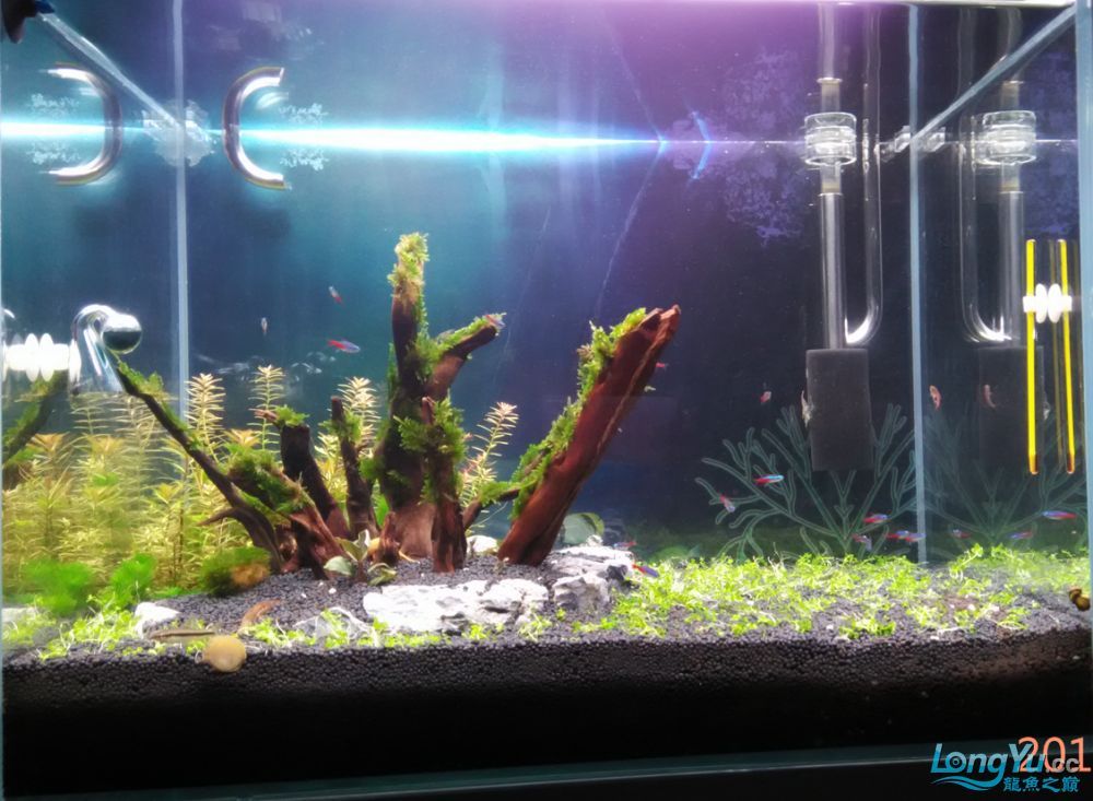 緣來龍巔+我和龍巔的緣分周年紀念——成長（我的水草造景人生）