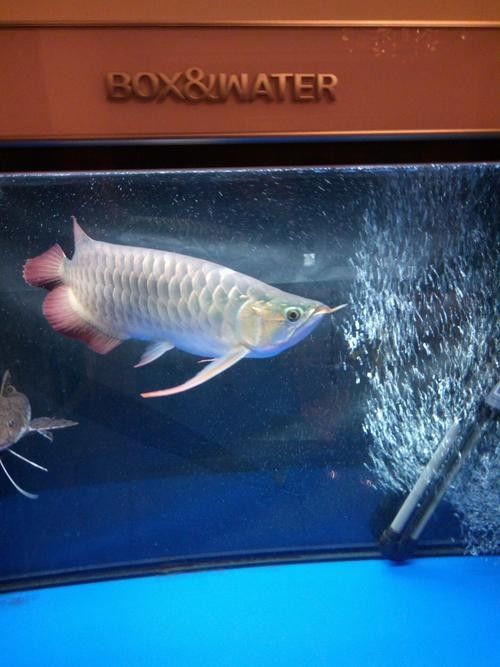 無極哪個水族館龍魚好？祥龍魚場龍魚