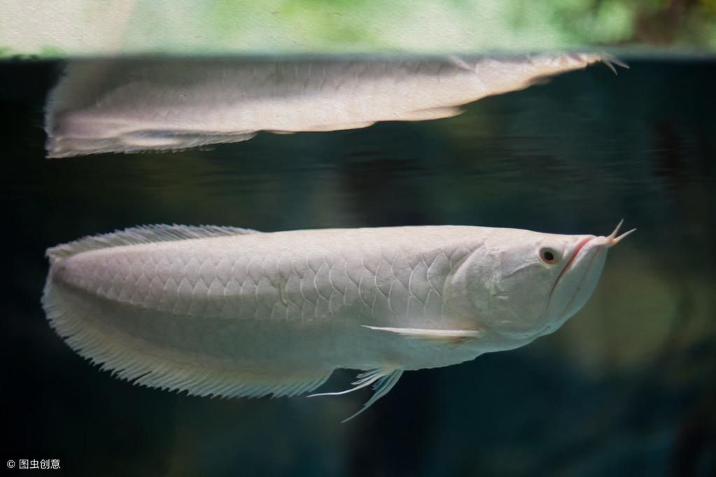 金龍魚價(jià)格為什么這么貴【金龍魚貴還是銀龍貴】（金龍魚和金龍魚的價(jià)格差異）