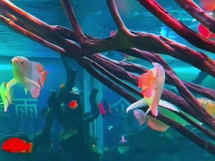 如何判斷紅龍魚是否煮熟？（如何判斷紅龍魚是否煮熟）