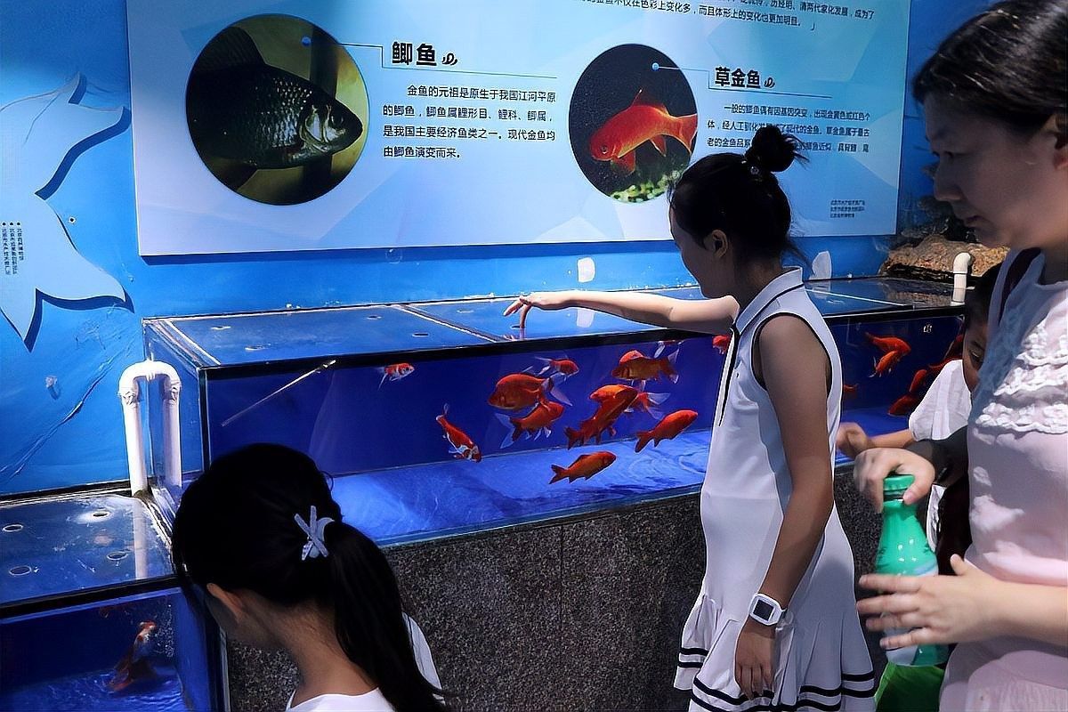 如何與六角恐龍魚建立信任？（六角恐龍魚與六角恐龍魚建立信任的過程中需要采取一系列細(xì)致入微的措施）