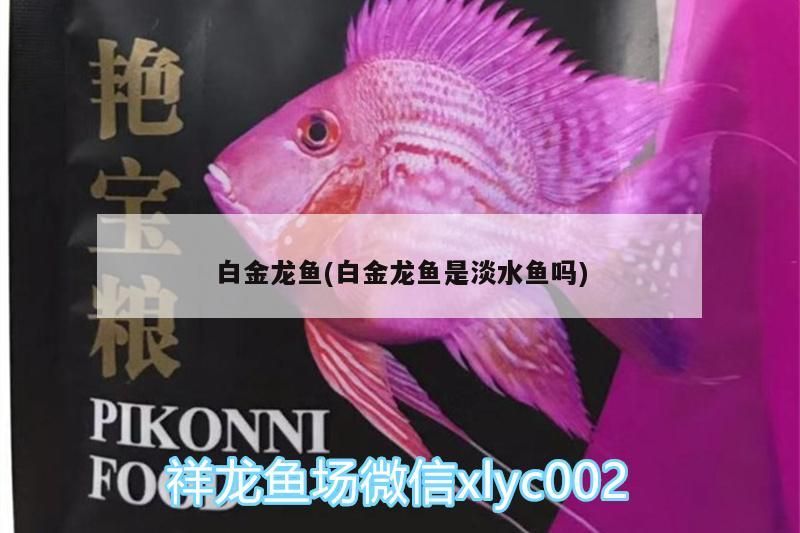 白金龍魚(白金龍魚是淡水魚嗎)（白金龍魚好養(yǎng)嗎）
