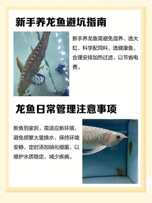 如何延長家養龍魚的壽命（如何延長家養龍魚的壽命成為一個值得探討的話題探討的話題）
