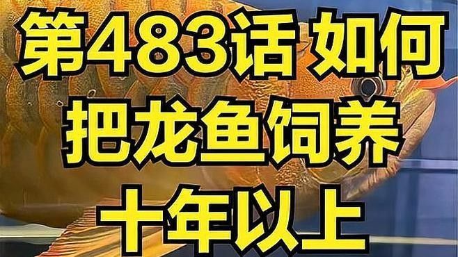 如何延長家養龍魚的壽命（如何延長家養龍魚的壽命成為一個值得探討的話題探討的話題）