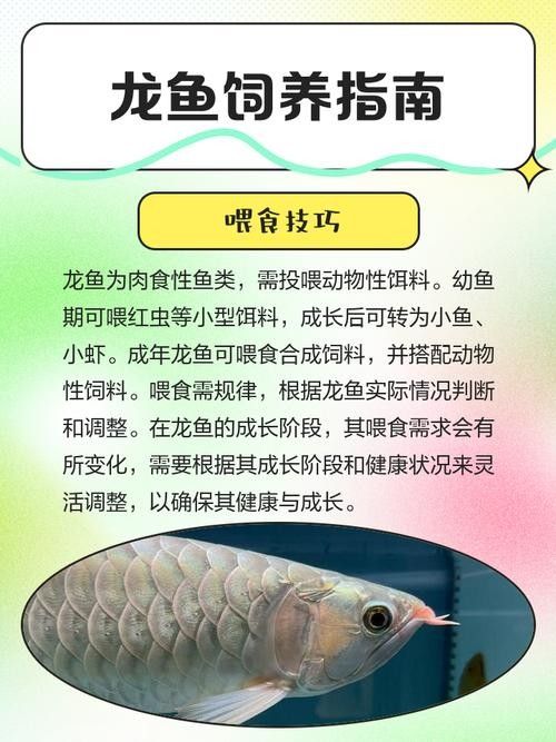 如何延長家養龍魚的壽命（如何延長家養龍魚的壽命成為一個值得探討的話題探討的話題）