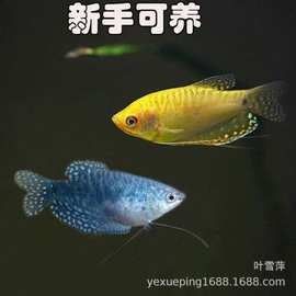 小型龍魚品種的價格范圍（小型龍魚一般多少錢一條）
