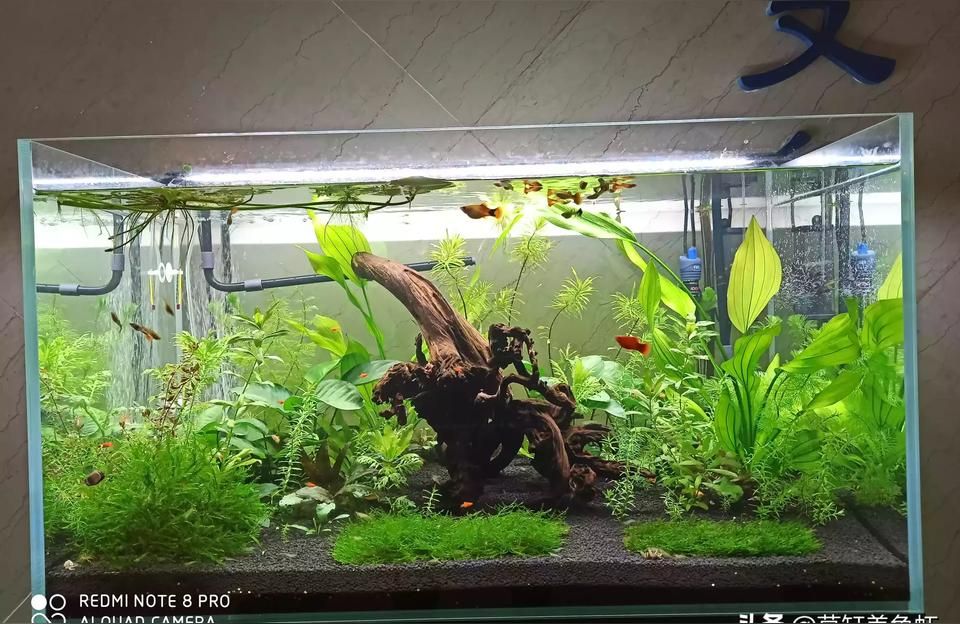 德宏傣族景頗族自治州觀賞魚（德宏傣族景頗族自治州的觀賞魚養殖）